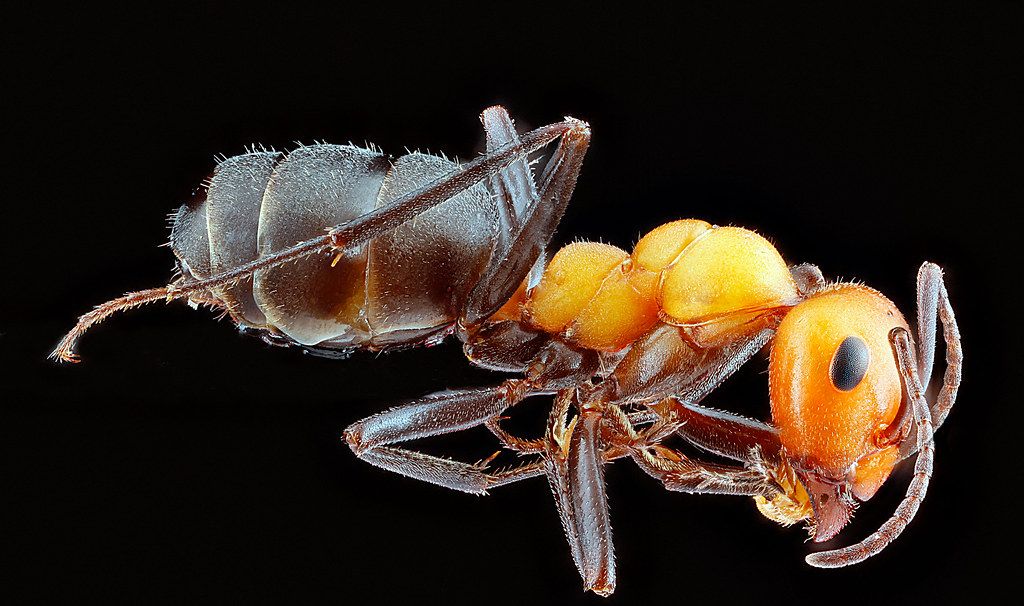 Ant Control service in Baldwin Park, CA