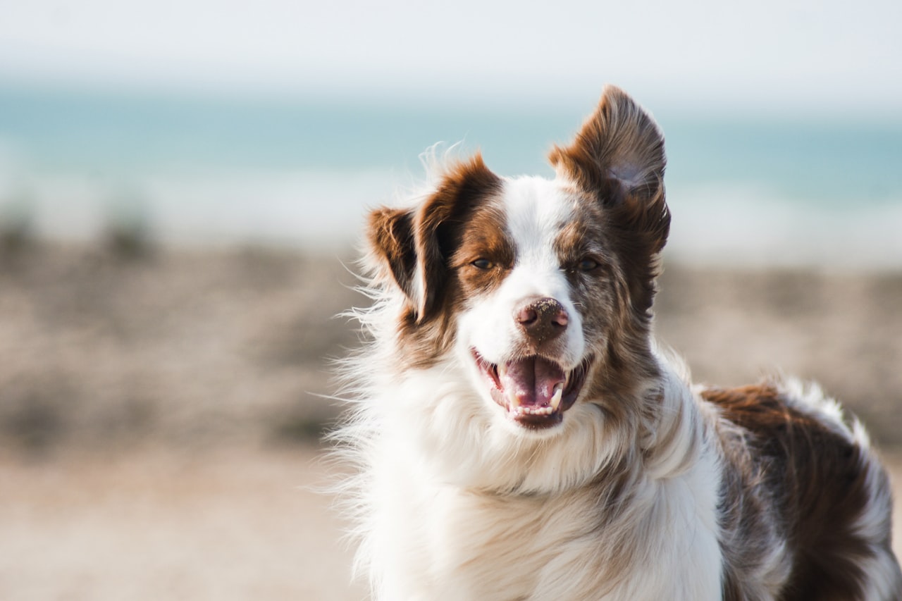 Flea & Tick Control service in Baldwin Park, CA