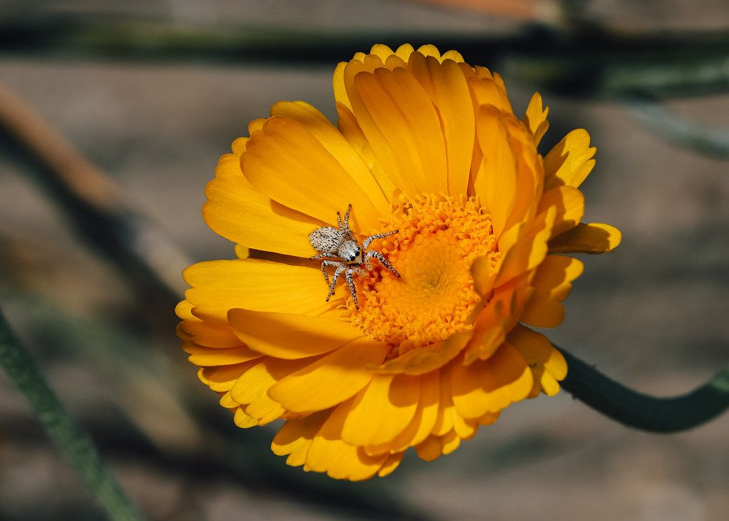 Spider Control service in Baldwin Park, CA